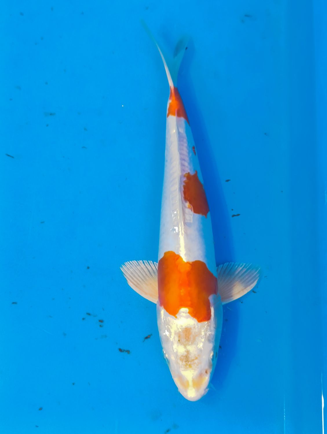 Karp koi Kikusui