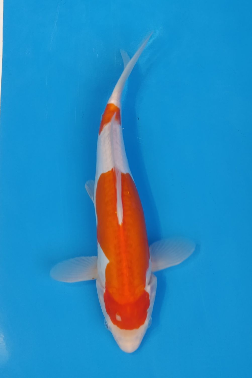 Karp koi Doitsu Kohaku