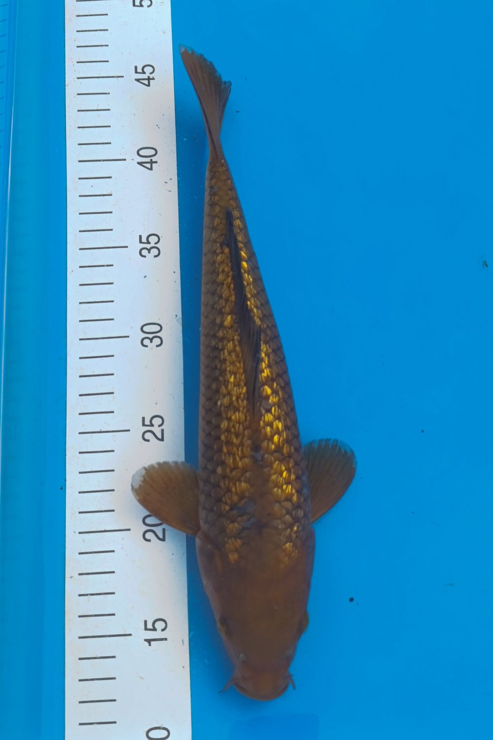 Karp Koi Gin rin Chagoi