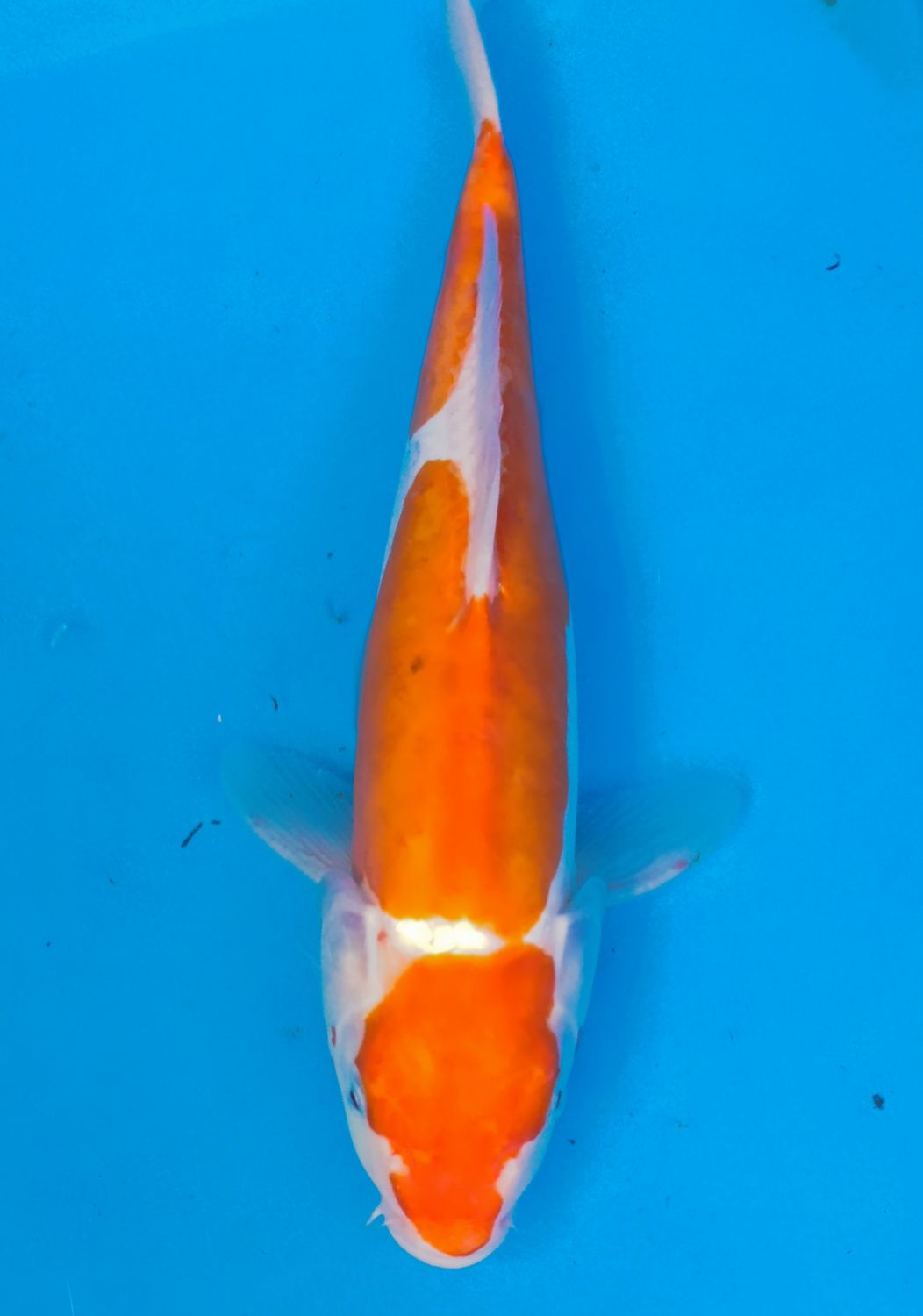 Karp koi Doitsu Kohaku
