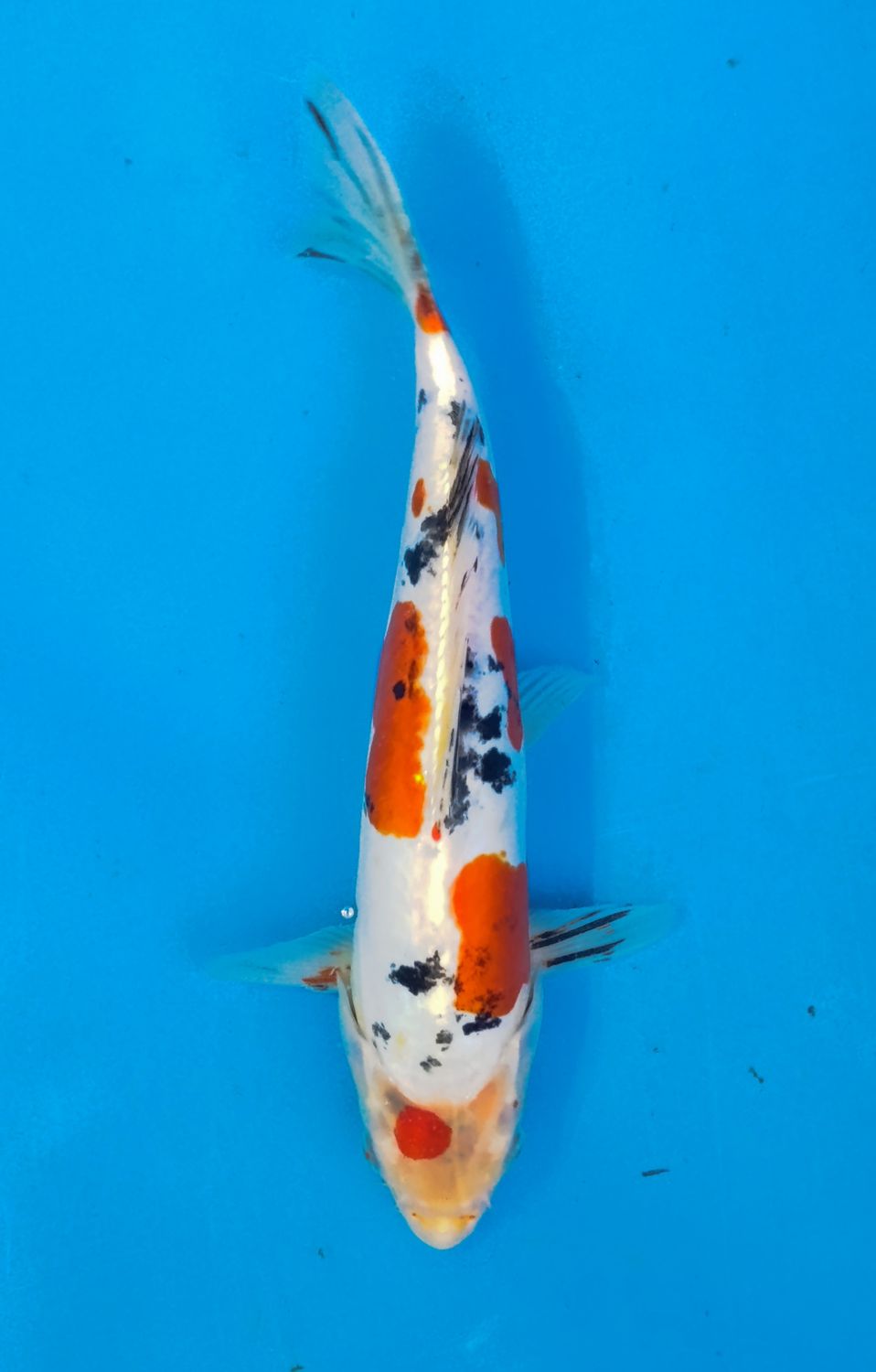 Karp koi Doitsu Sanke