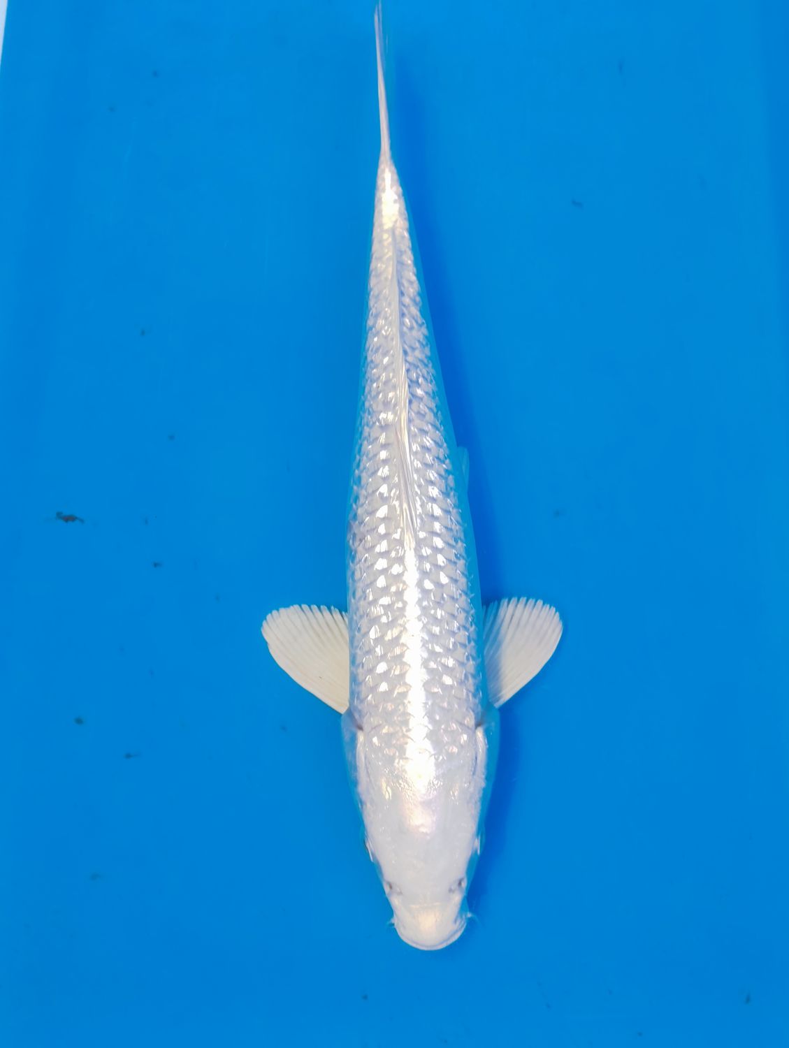 Karp koi Gin rin Platinum ogon