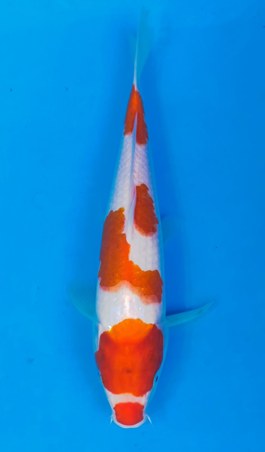 Karp koi Kohaku