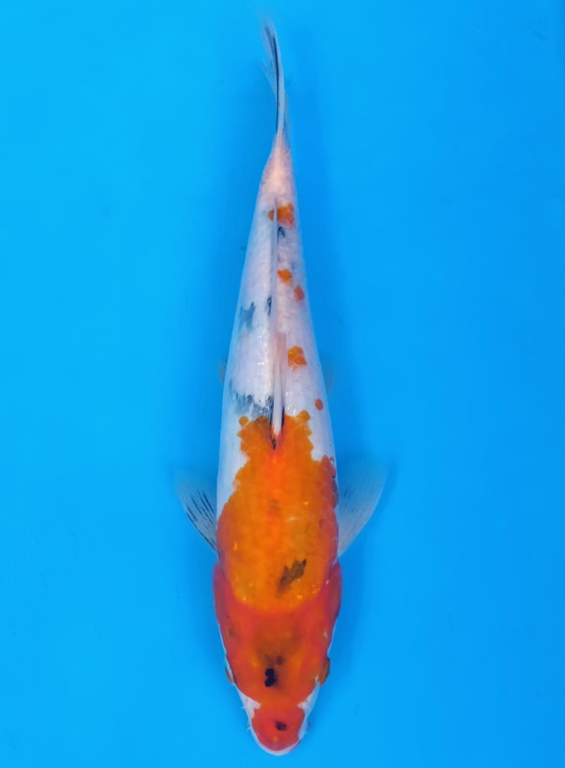Karp Koi Sanke