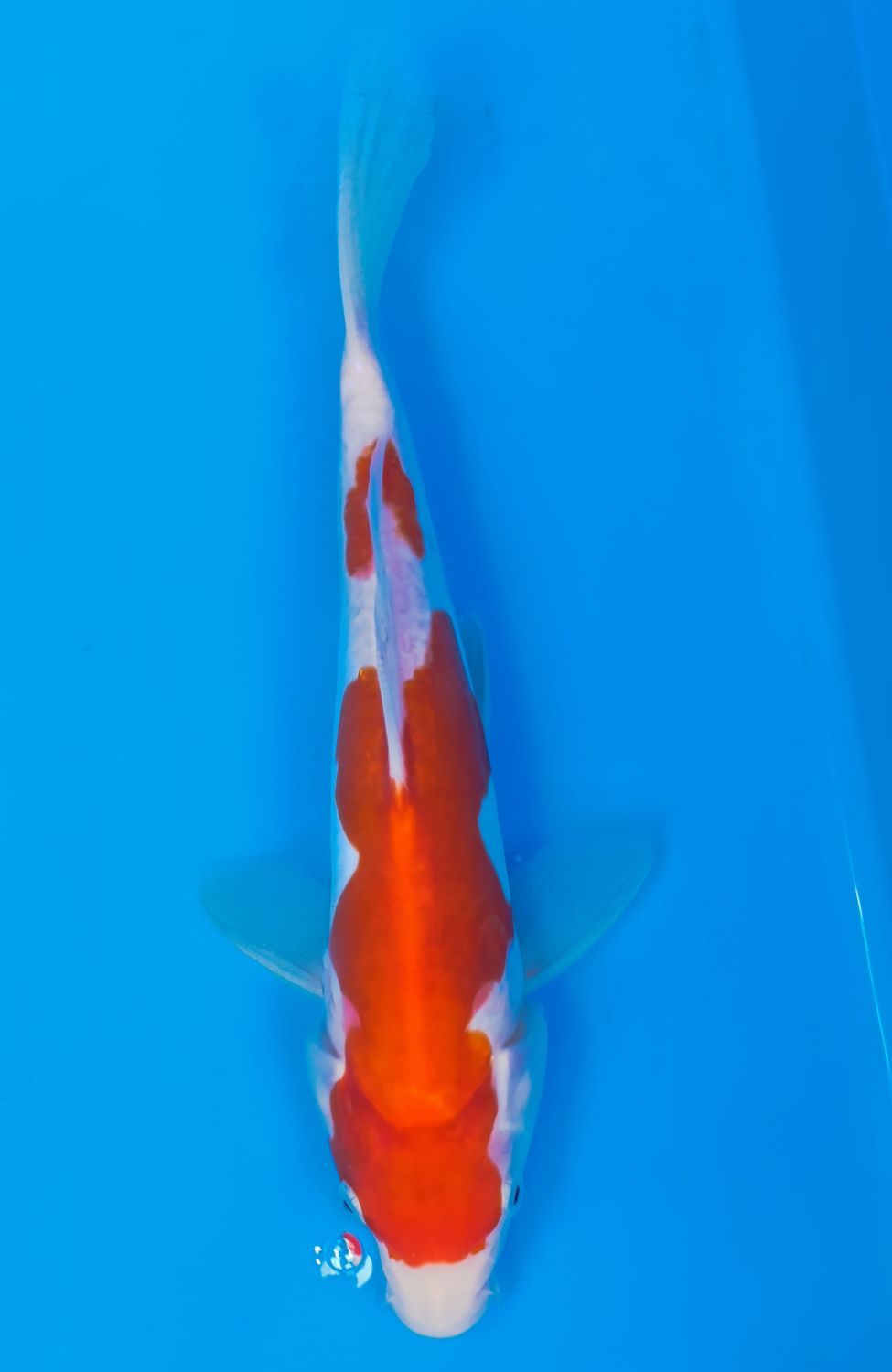 Karp koi Doitsu Kohaku