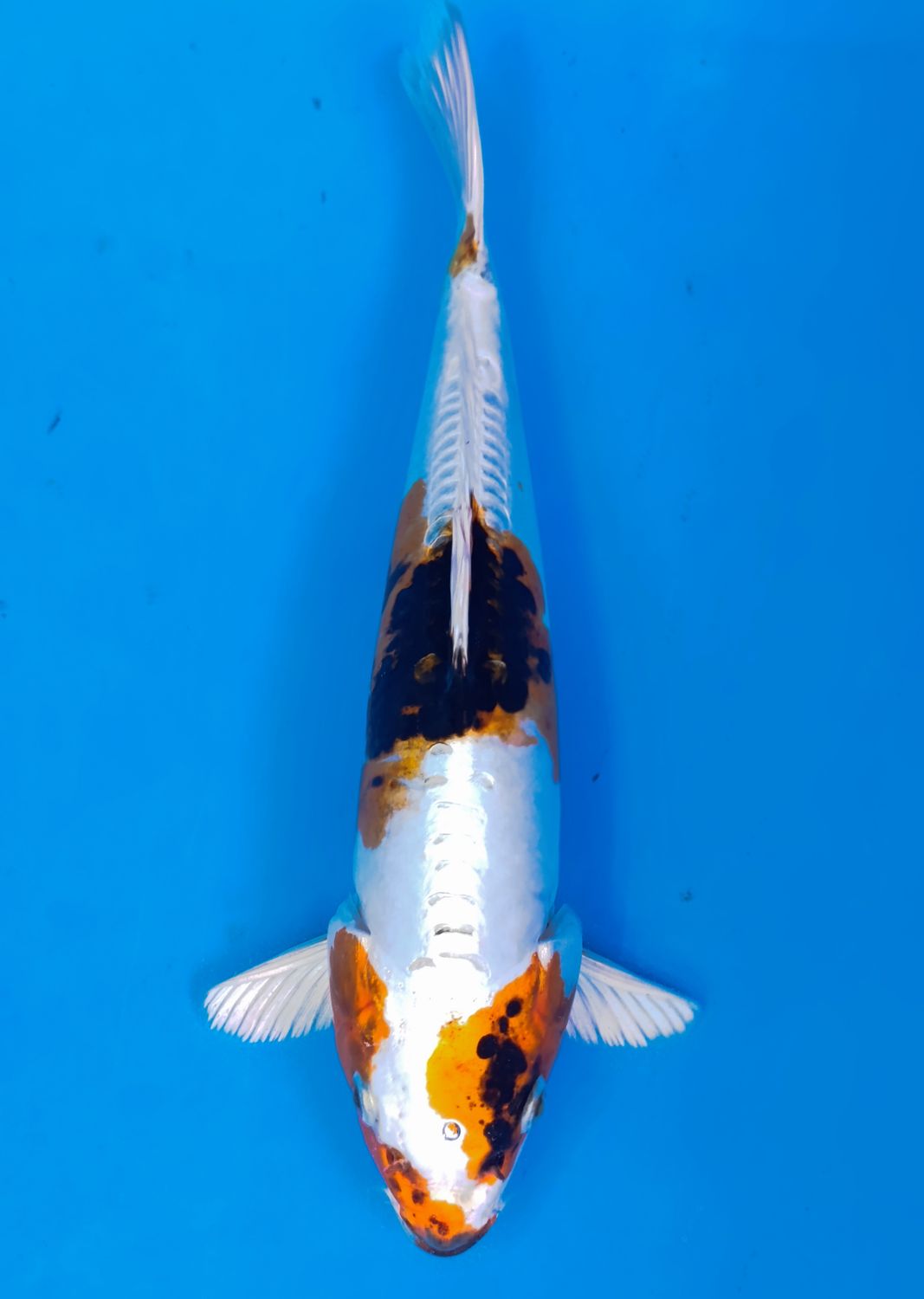 Karp koi Doitsu Metalic Goromo