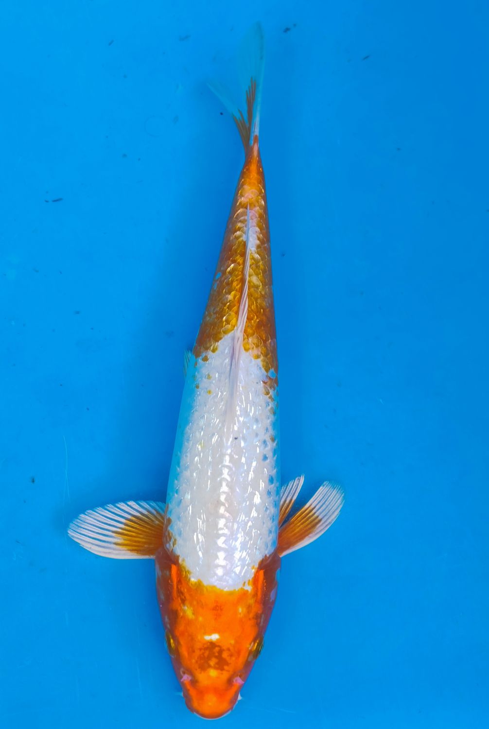 Karp koi Gin rin Kohaku
