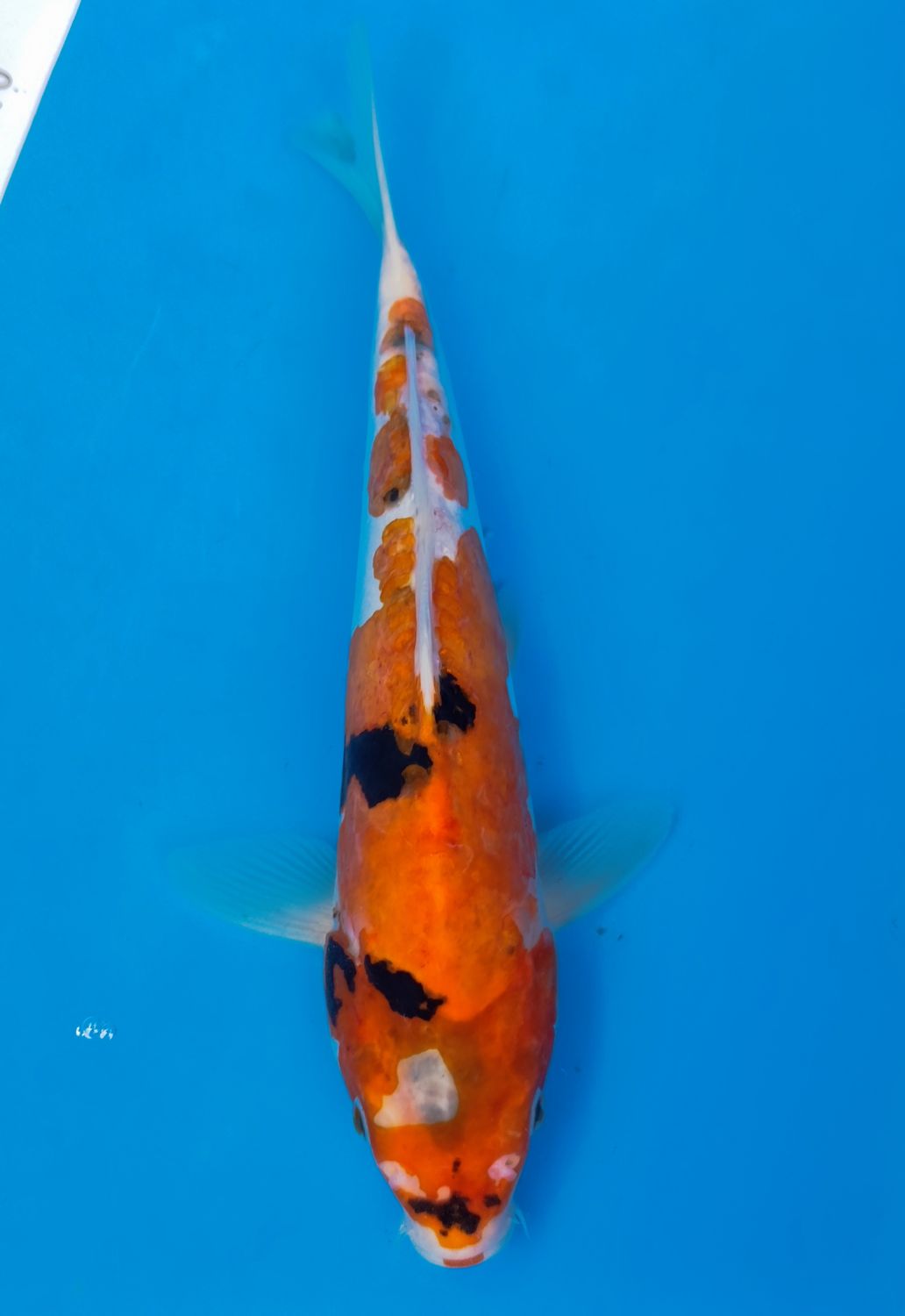 Karp koi Doitsu Sanke
