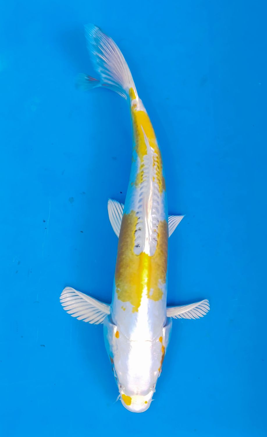 Karp koi Doitsu Hariwake