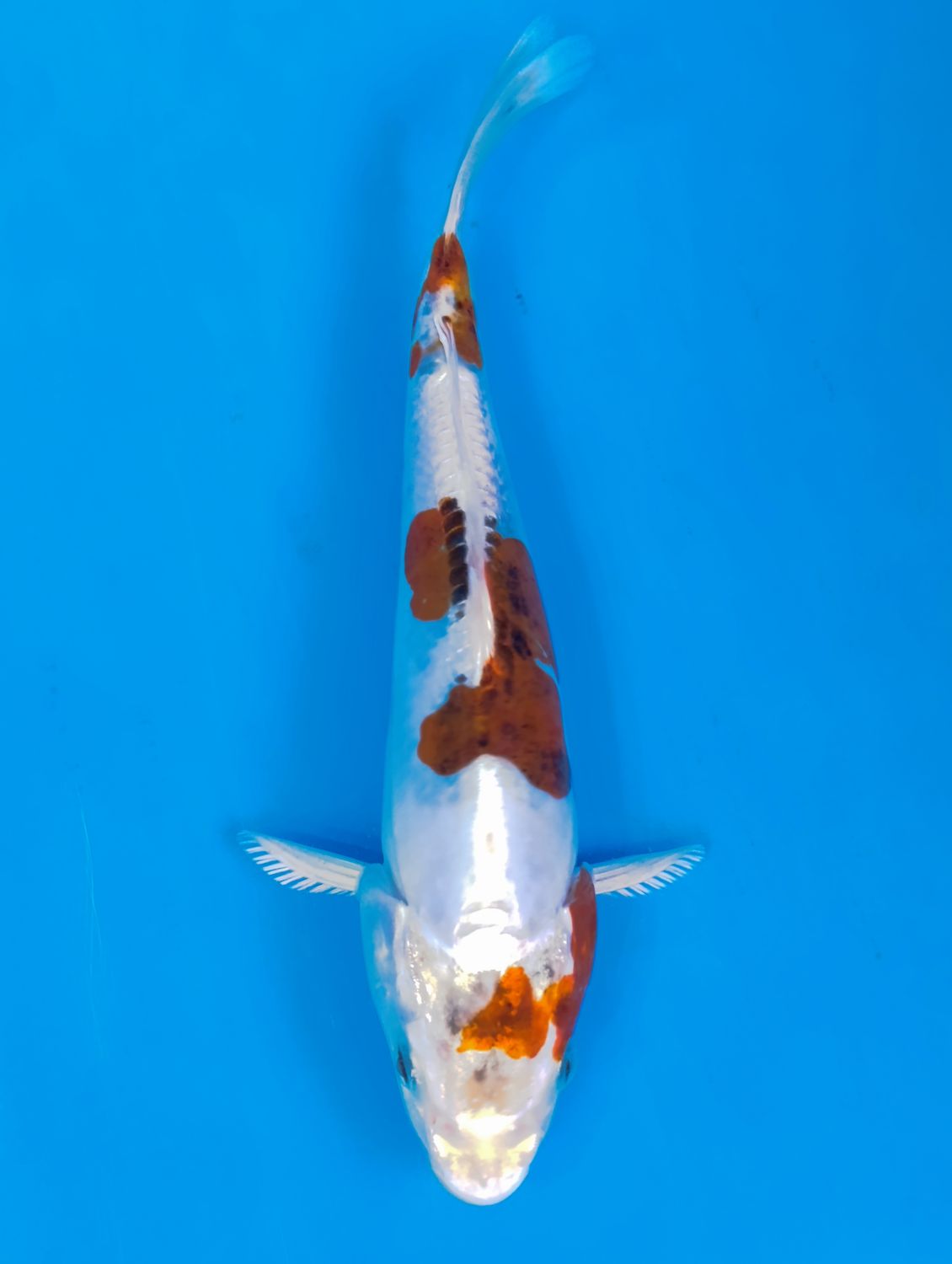 Karp koi Doitsu Goromo