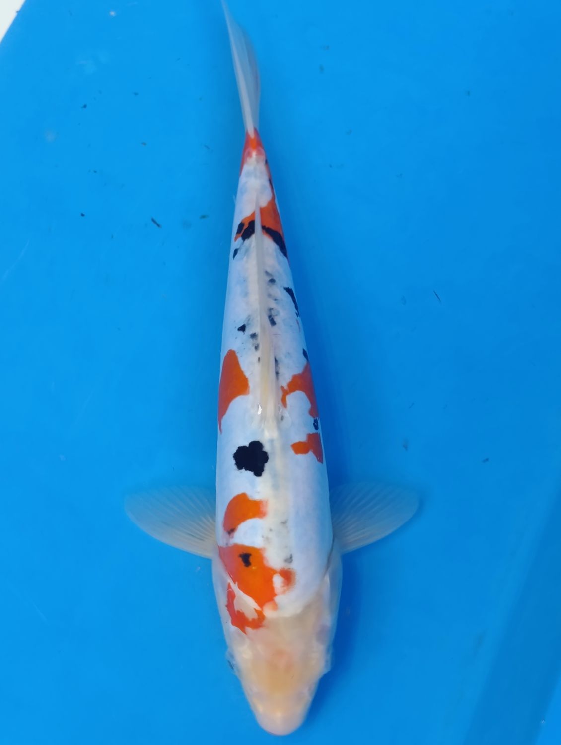 Karp koi Doitsu Sanke