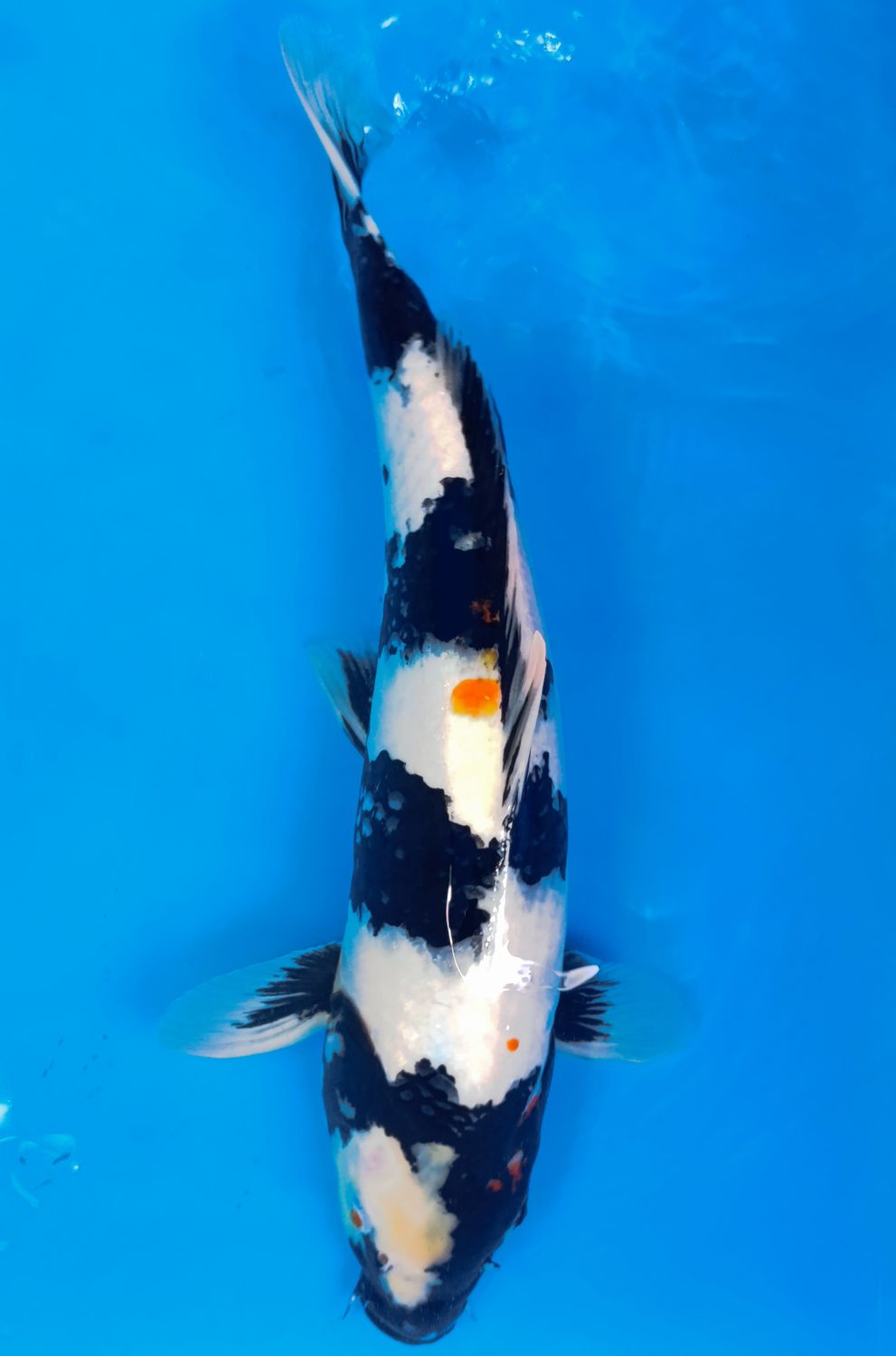 Karp koi Showa