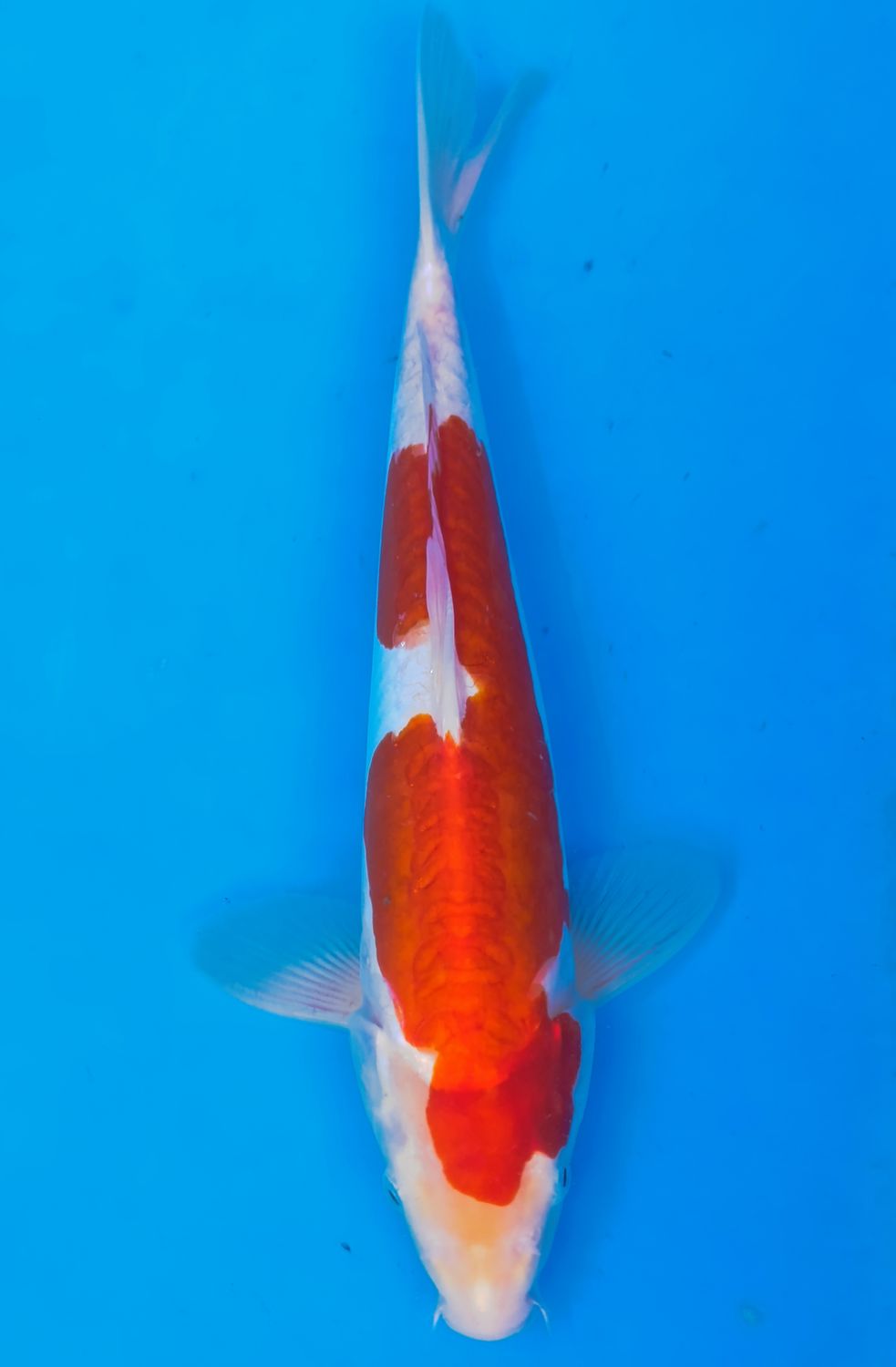 Karp koi Doitsu Kohaku