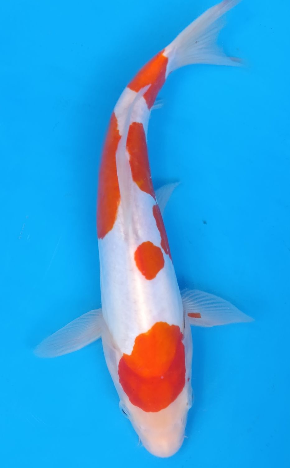 Karp koi Doitsu Kohaku