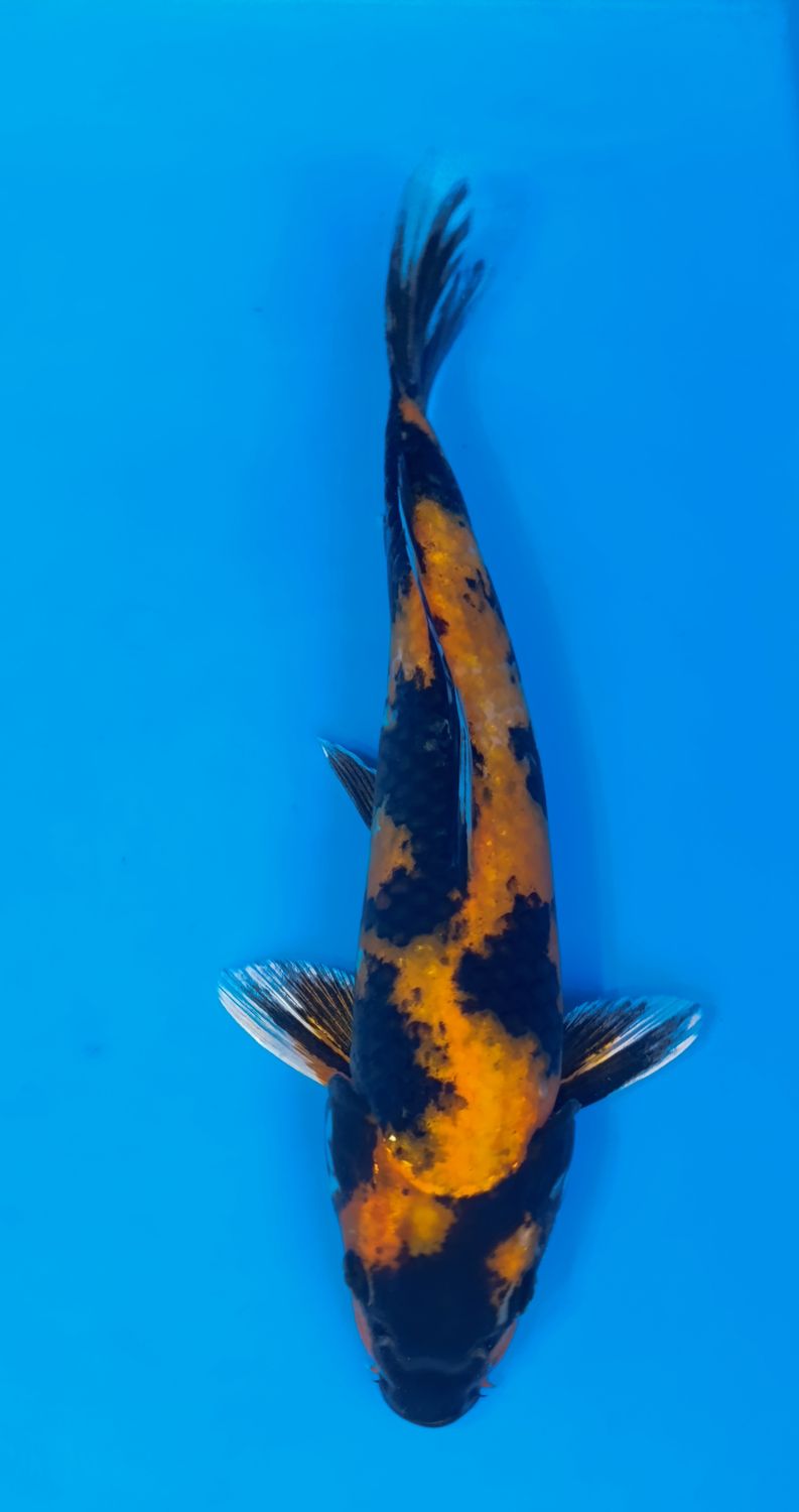 Karp koi Ki Utsuri