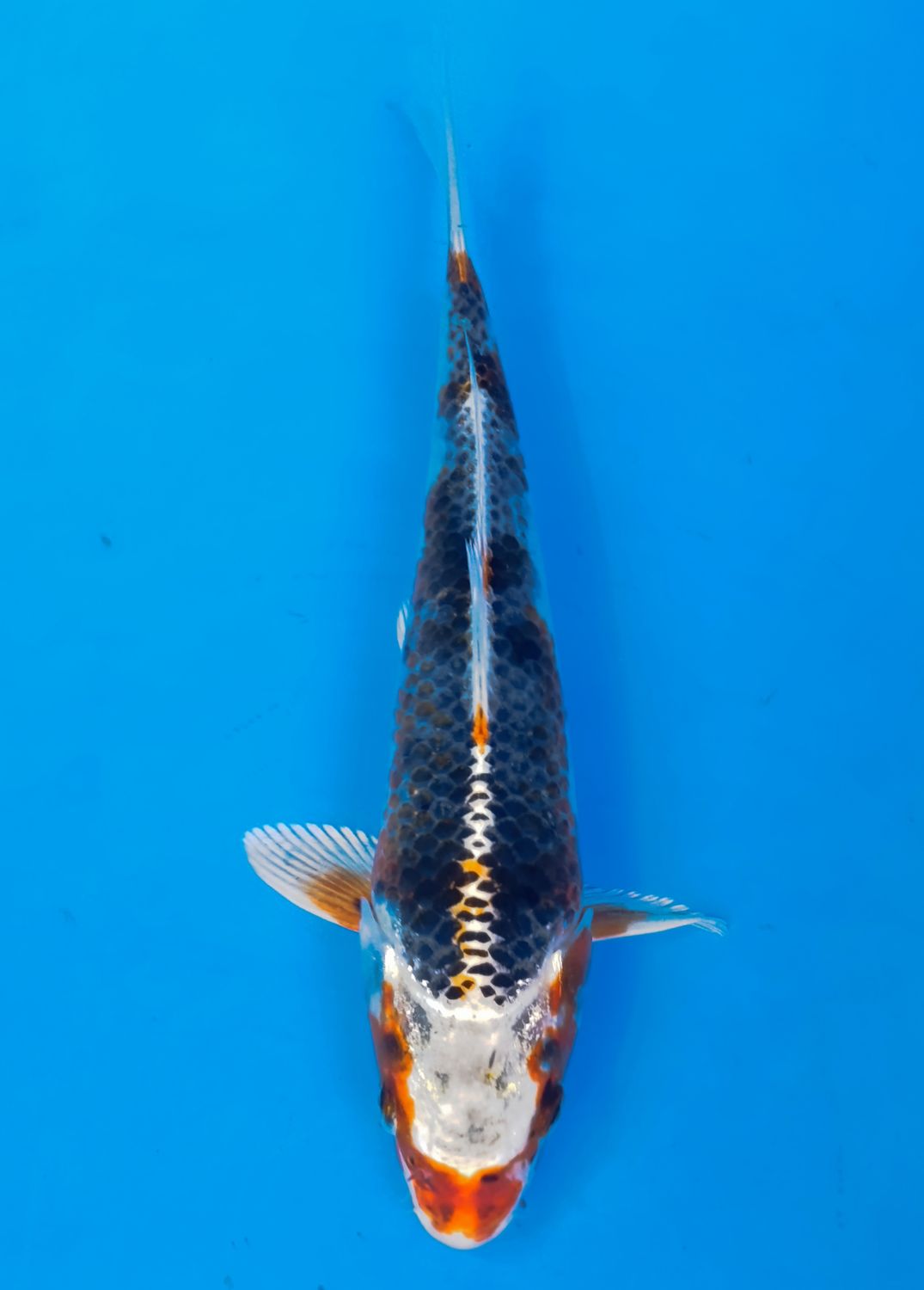 Karp koi Kujaku