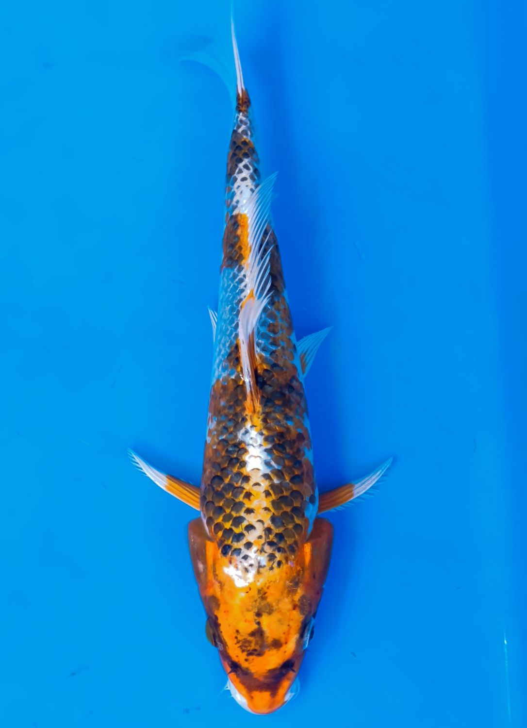 Karp koi Kujaku
