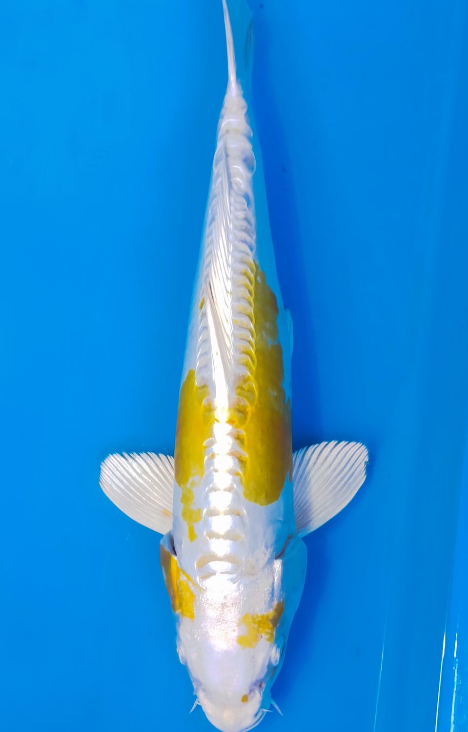 Karp koi Doitsu Hariwake