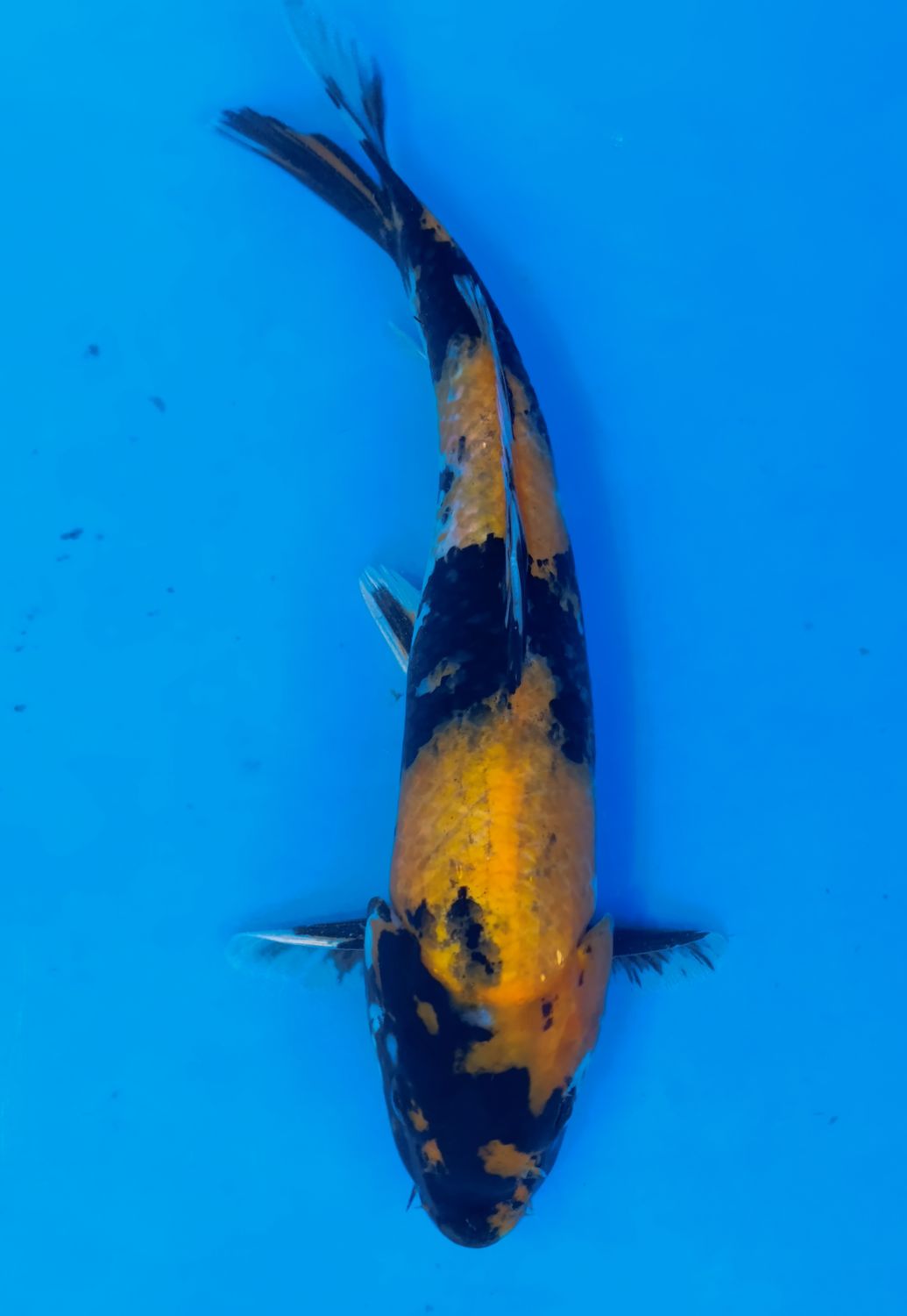 Karp koi Ki Utsuri
