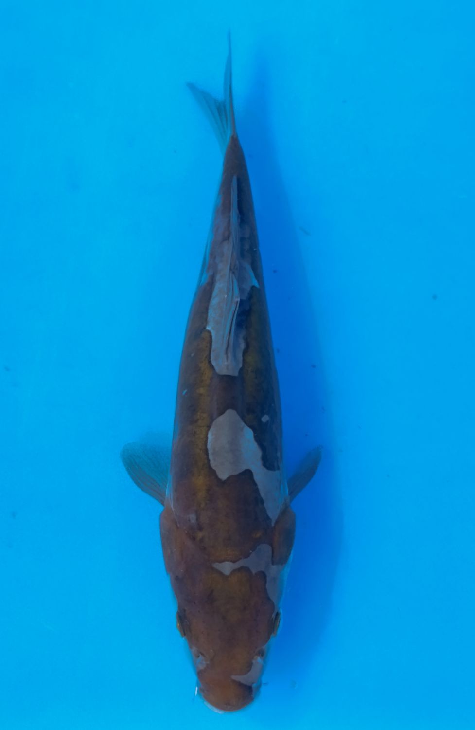 Karp Koi Doitsu Ochiba