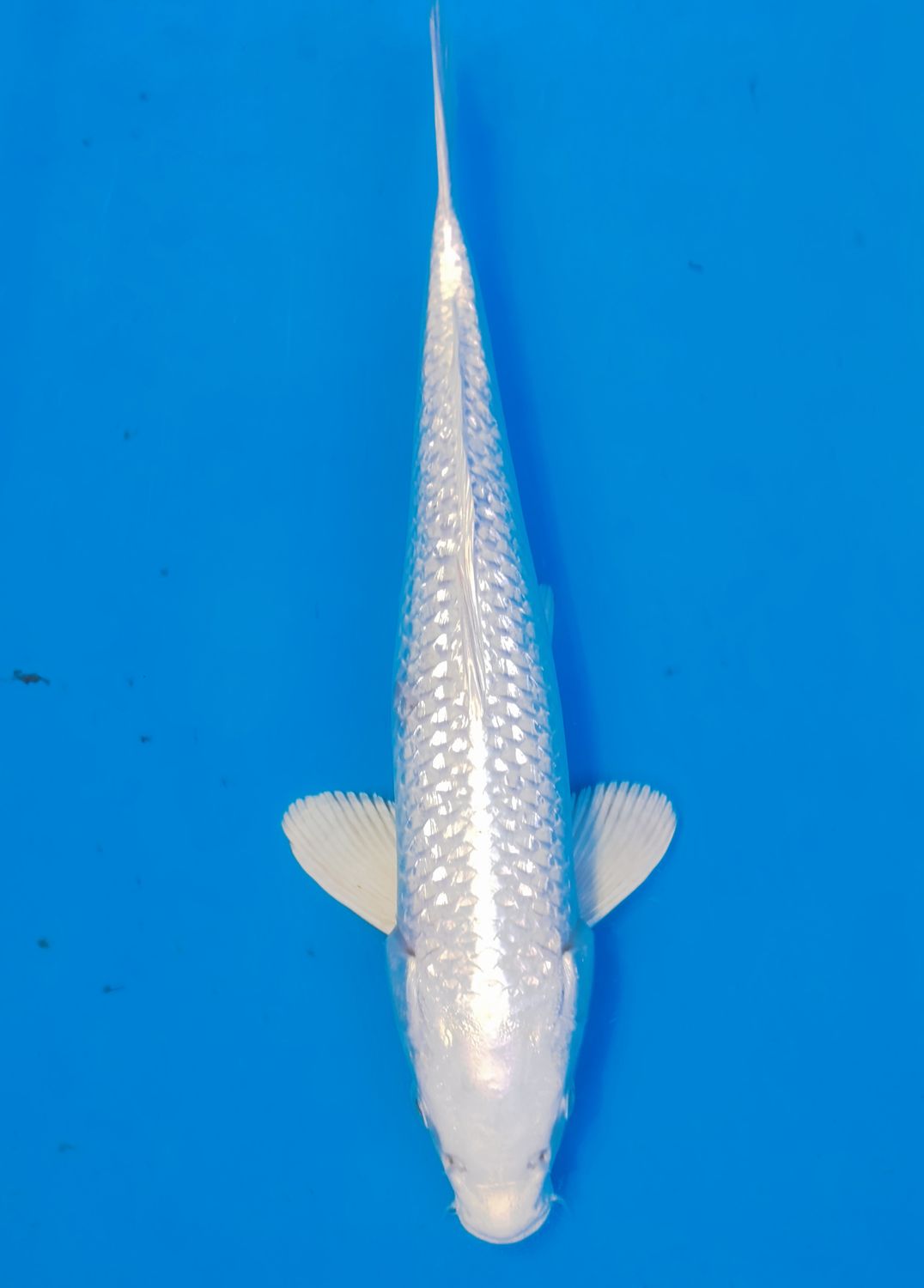 Karp Koi Gin rin Platinum Ogon
