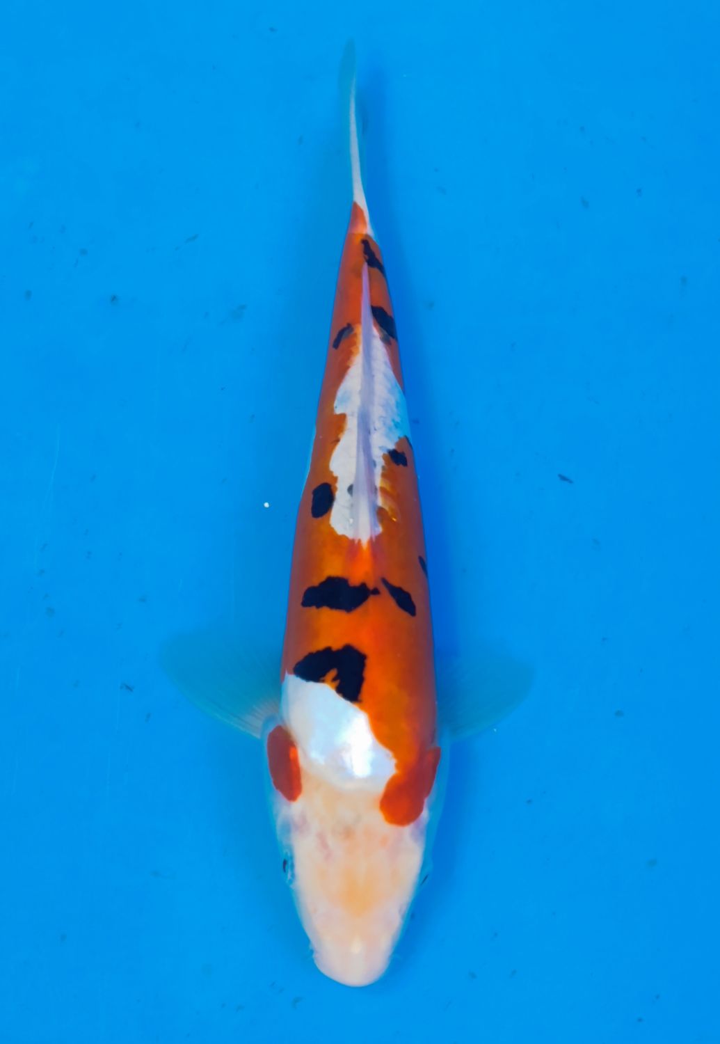 Karp Koi Doitsu Sanke