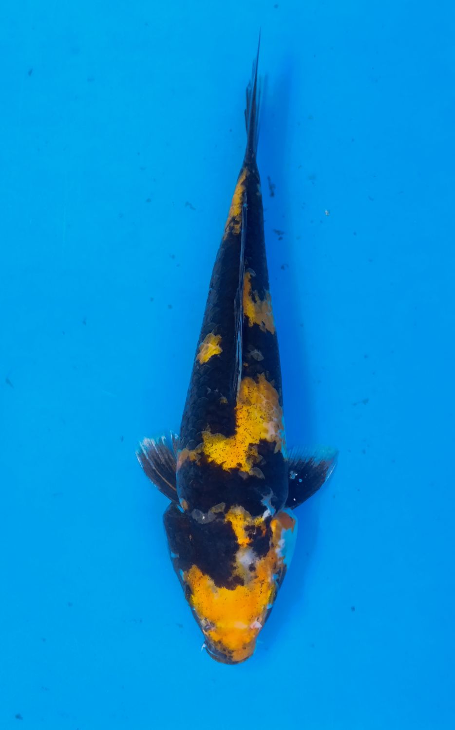 Karp Koi Ki Showa