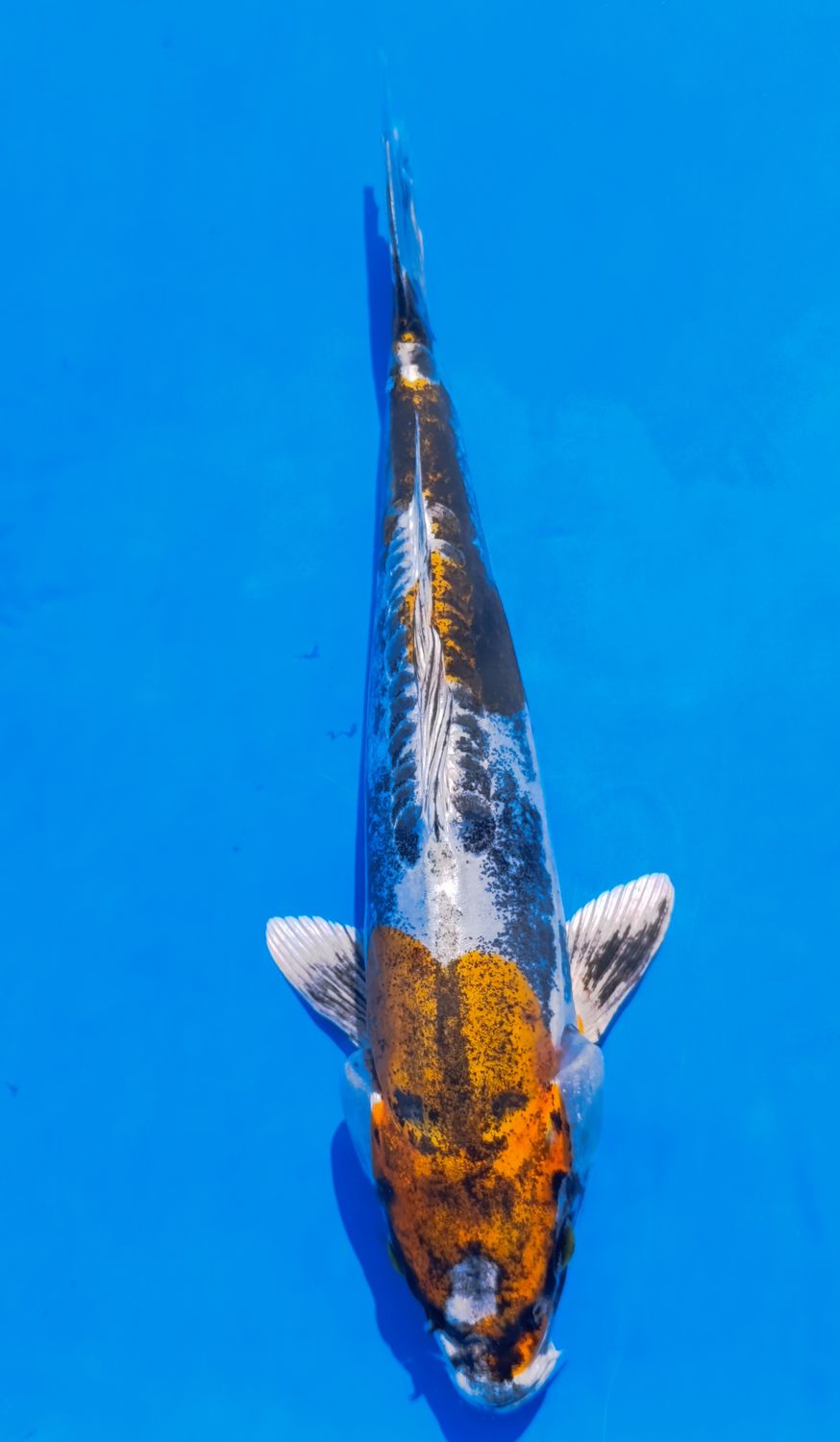Karp koi Kin Kikokuruo