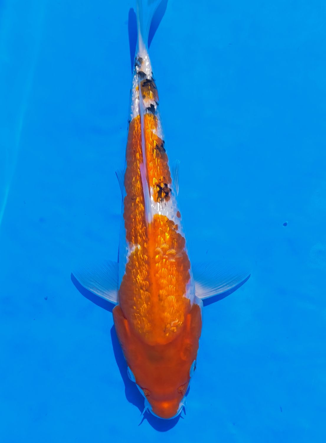 Karp Koi Gin rin Sanke
