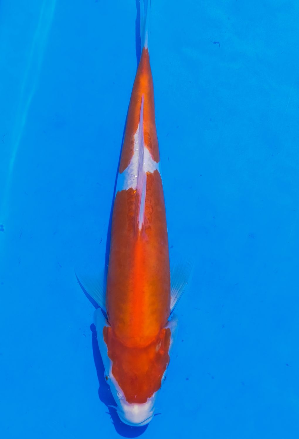 Karp Koi Doitsu Kohaku