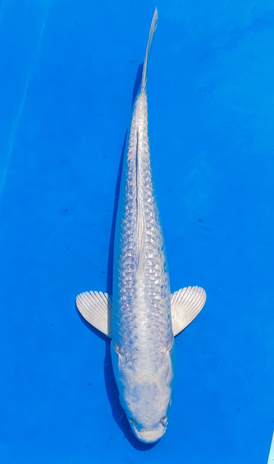 Karp Koi Gin Rin Platinum Ogon