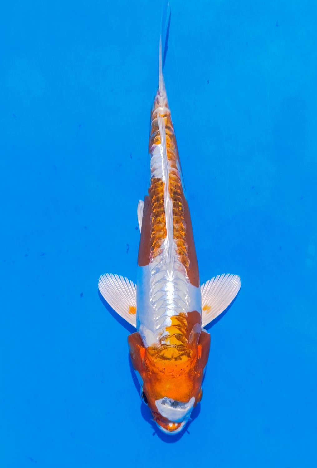 Karp Koi Kikosui