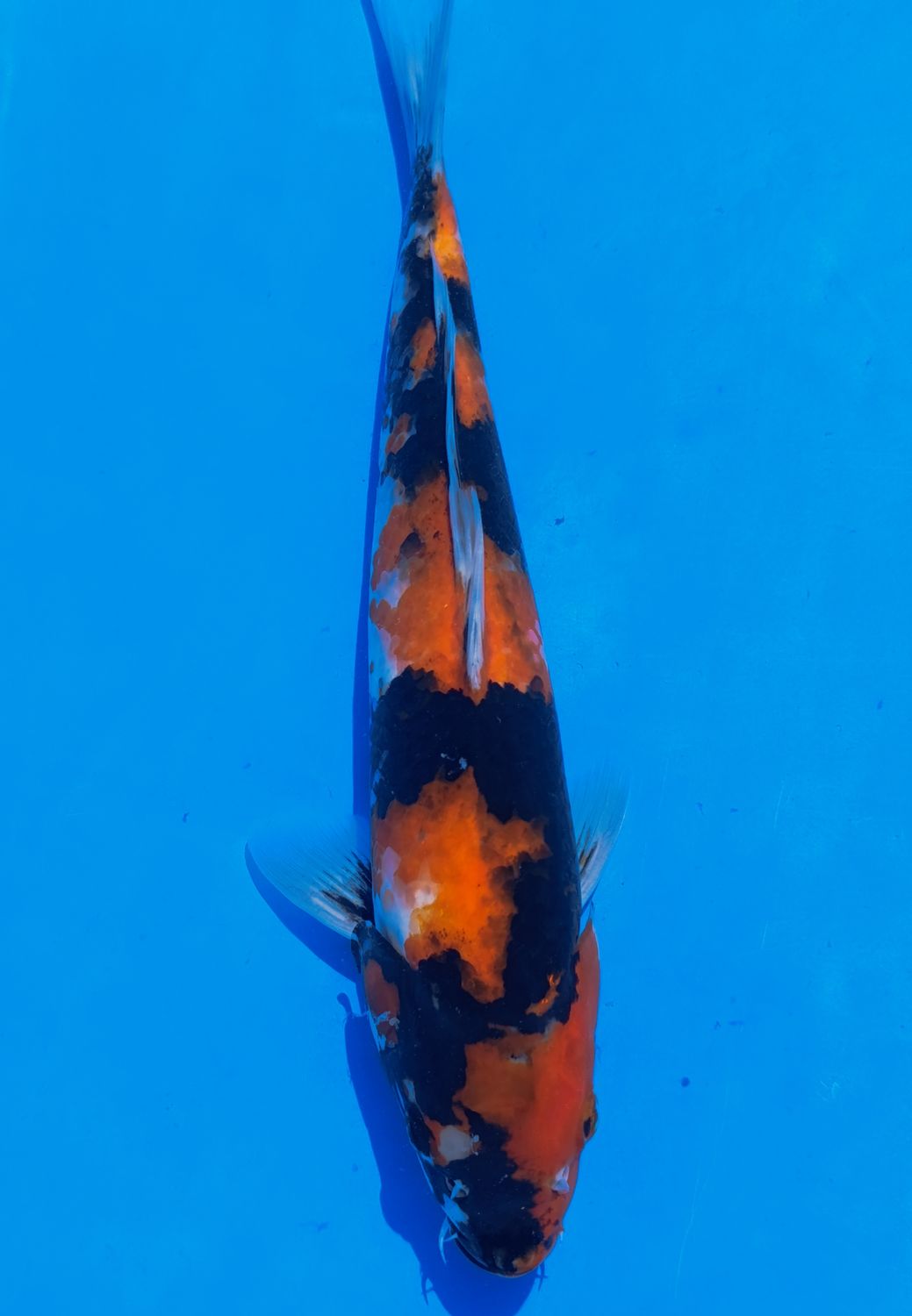 Karp Koi Showa