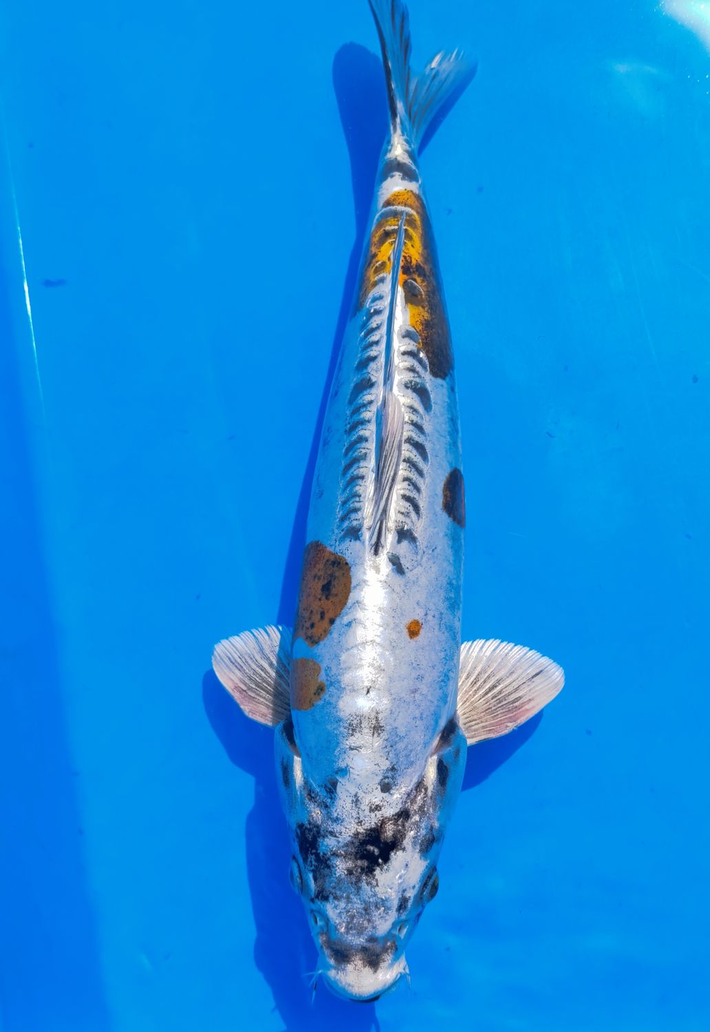Karp Koi Kin Kikokuryu