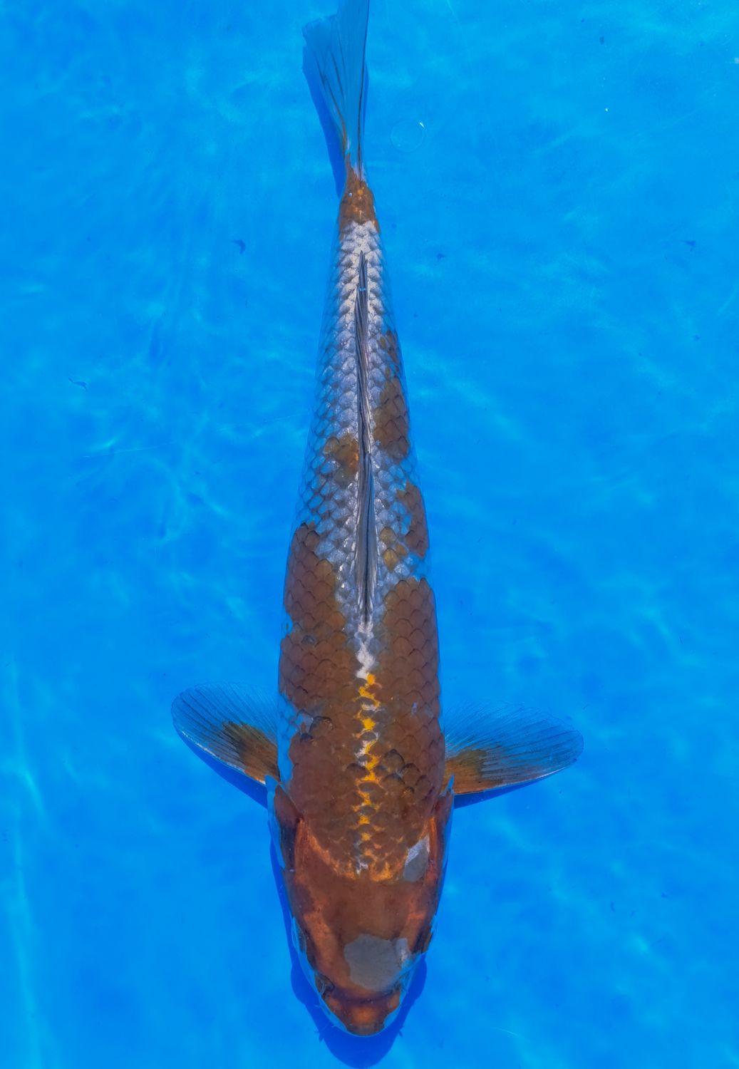 Karp Koi Ochiba
