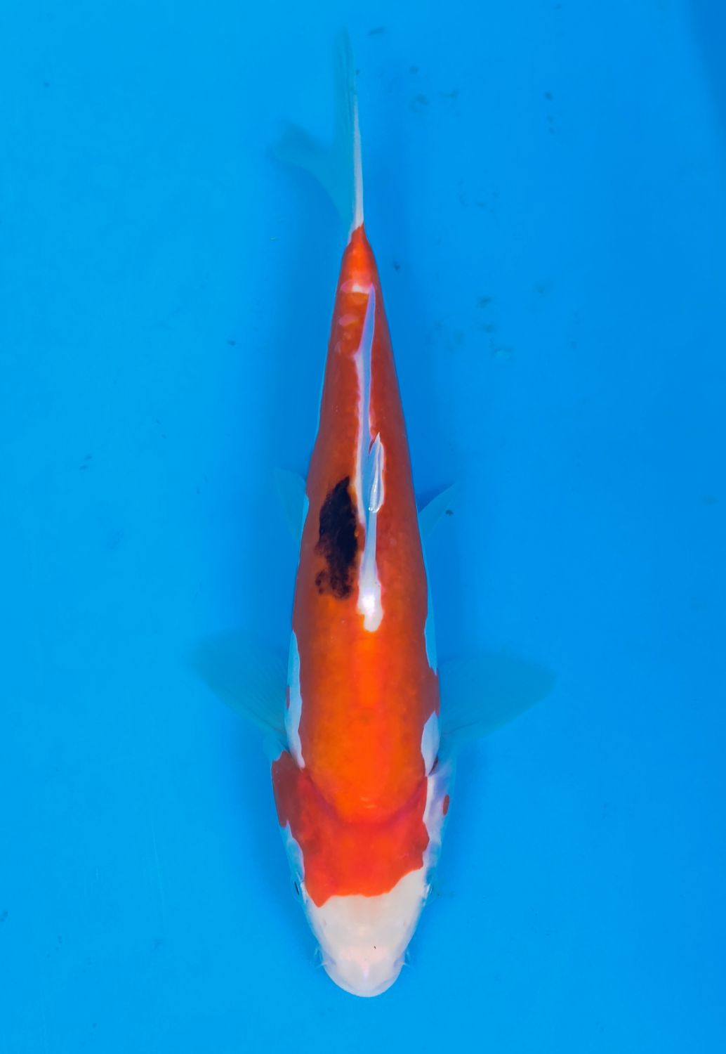 Karp koi Beni Kumonryu