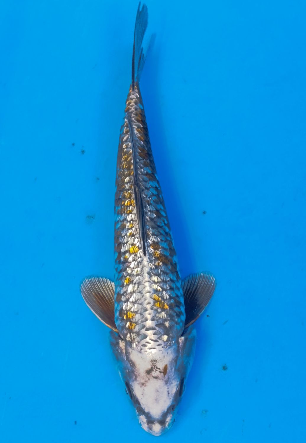 Karp Koi Gin rin Kogane Ochiba