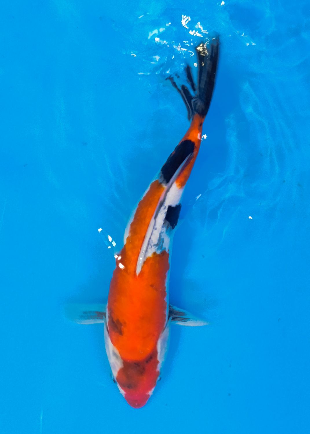 Karp Koi Showa