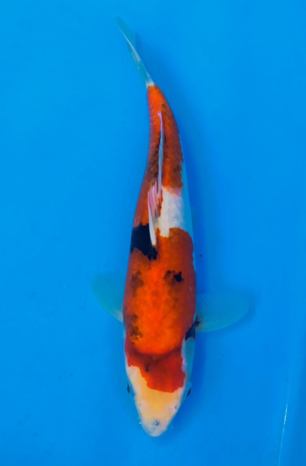 Karp koi Sanke