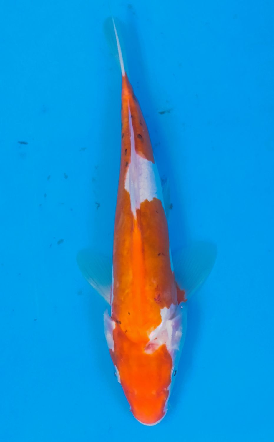 Karp Koi doitsu Sanke