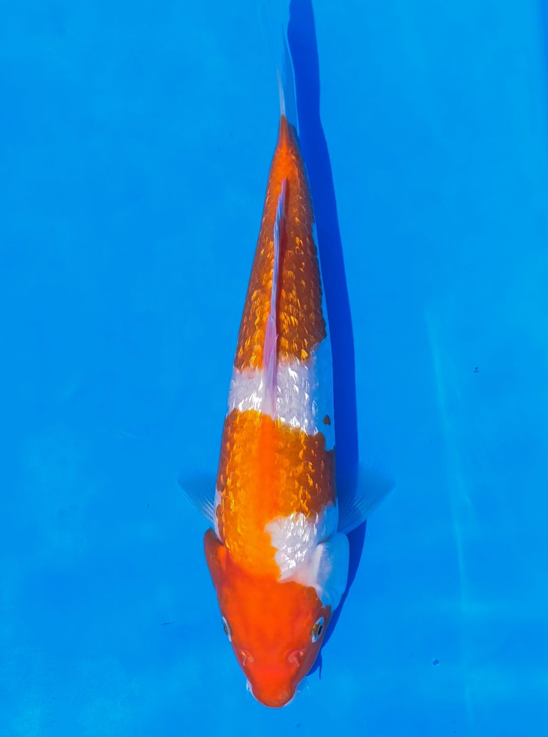 Karp koi Gin rin Kohaku