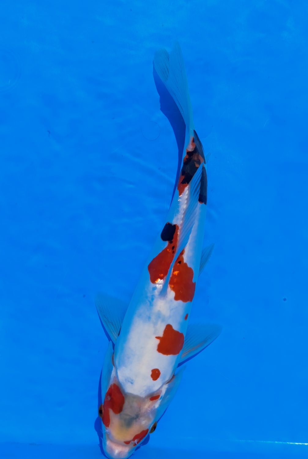 Karp Koi Doitsu Sanke