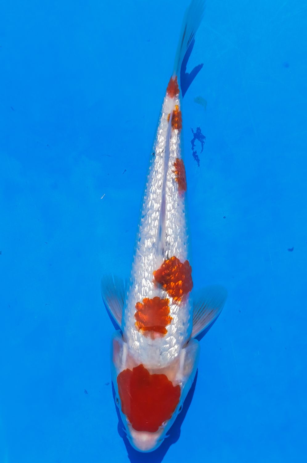 Karp Koi Gin rin Tancho Sanke