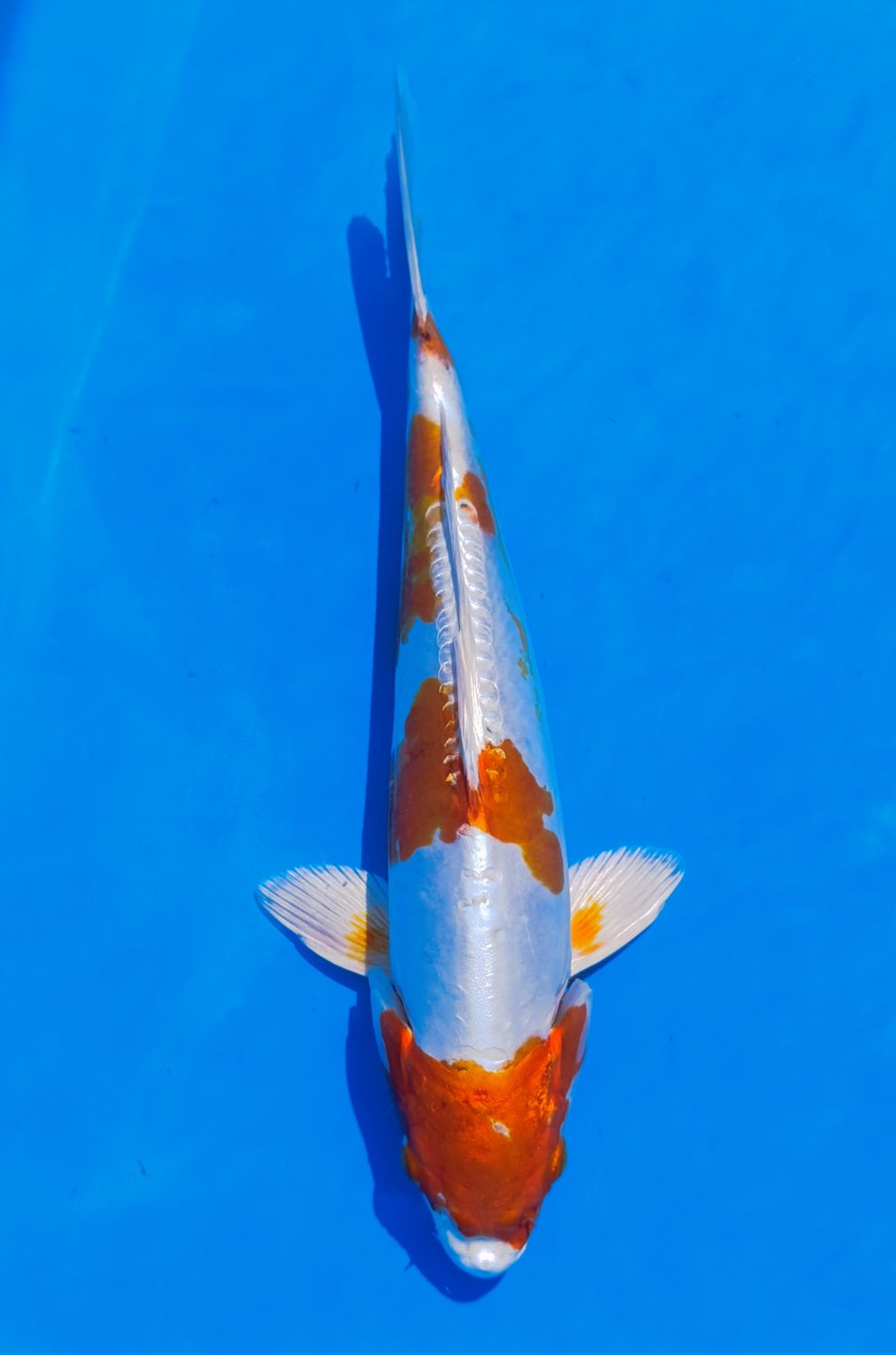 Karp Koi Kikusui