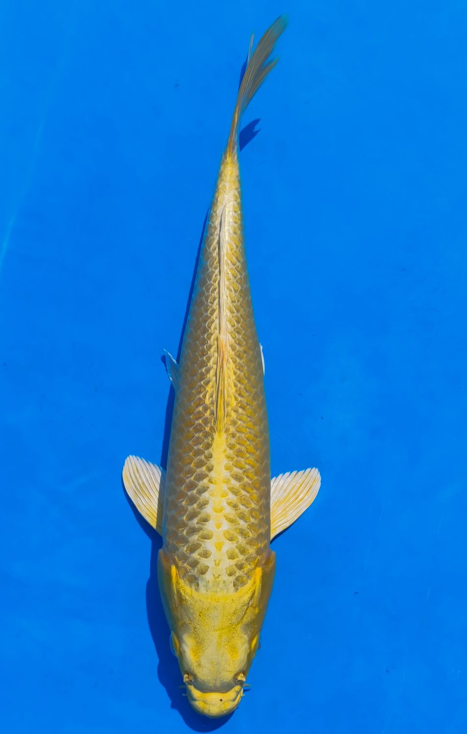 Karp Koi Yamabuki