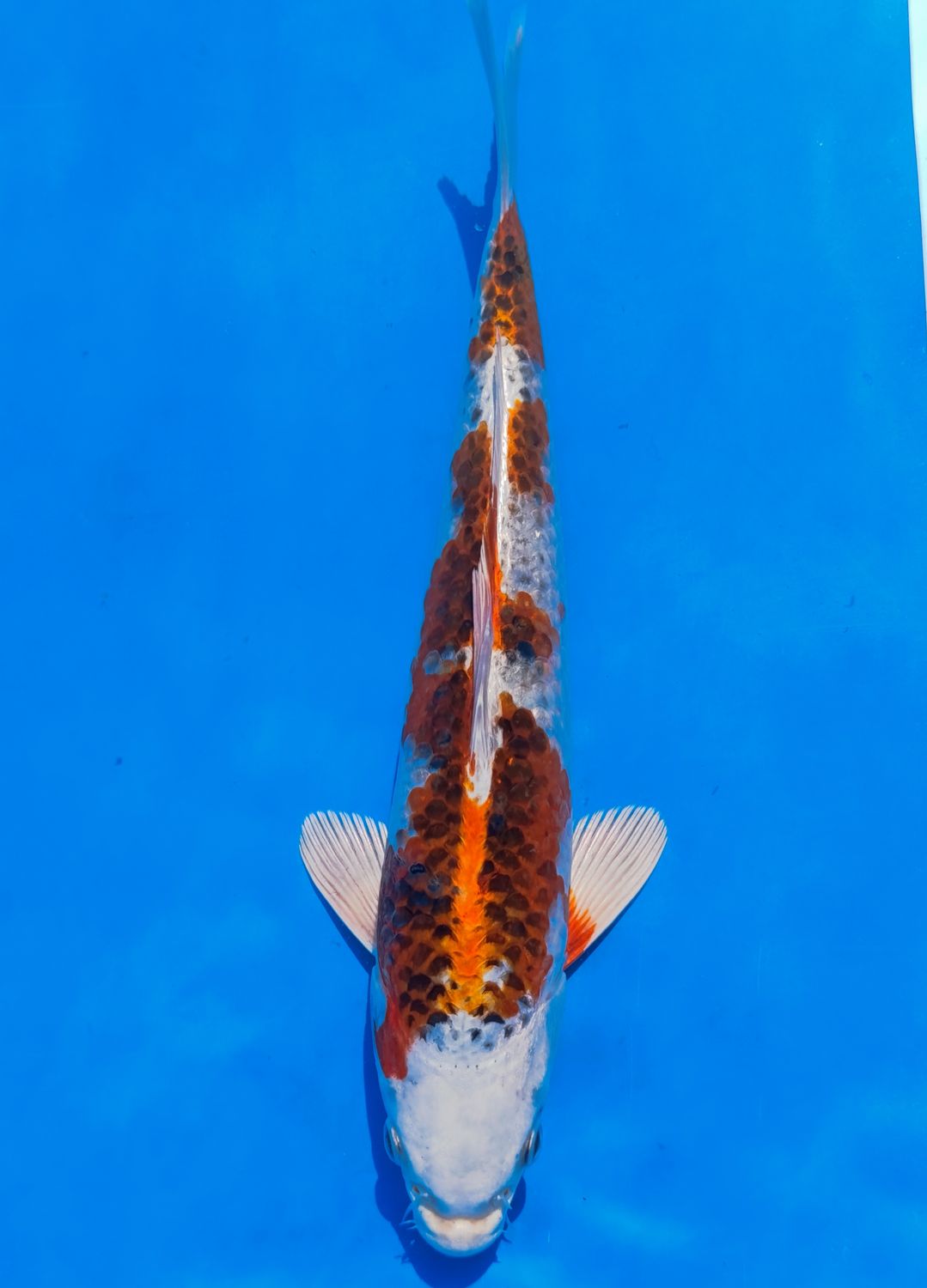 Karp Koi Kujaku