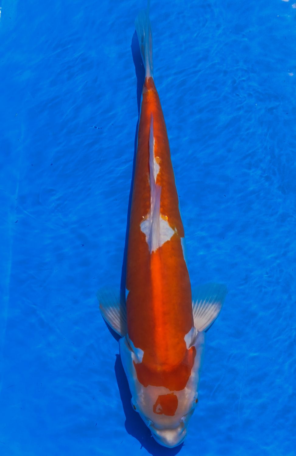 Karp Koi Doitsu Kohaku