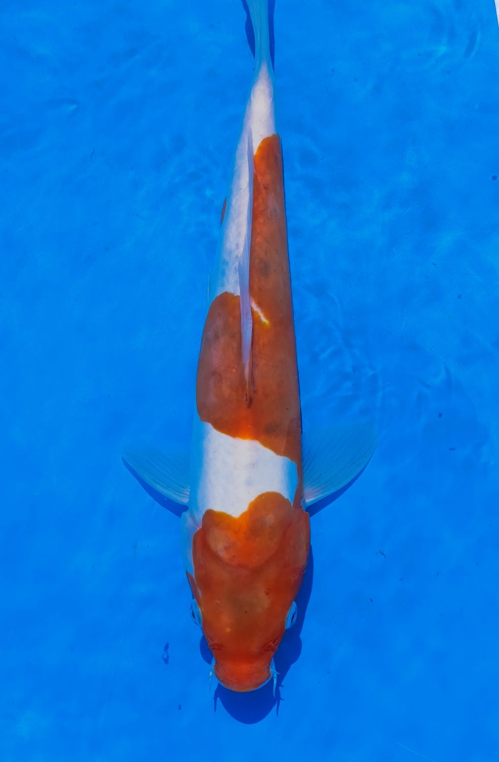 Karp Koi Doitsu kohaku