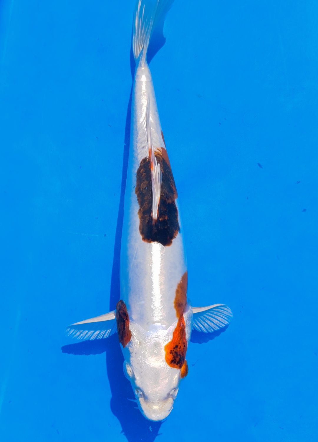 Karp Koi Doitsu Metalic Goromo