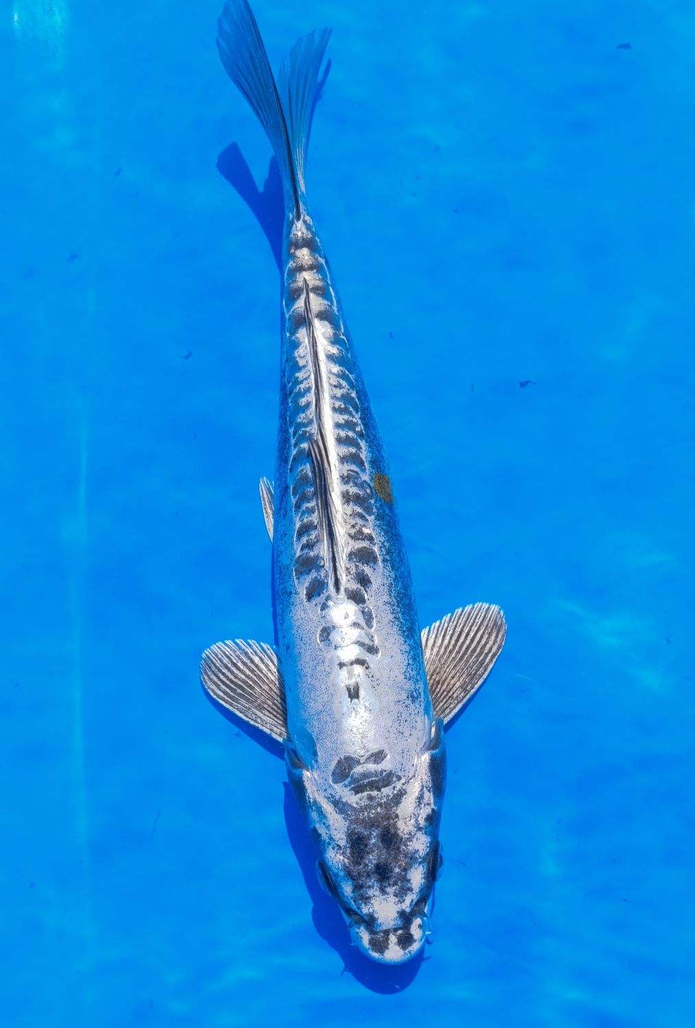 Karp Koi Kin Kikokuru